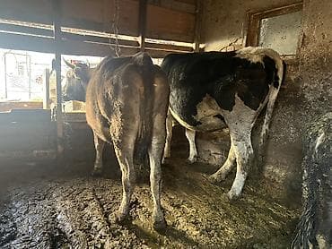 Корма для с/х животных: Продаю | Корова (самка) | Голштин, Аулиекольская | На забой, Для разведения | Племенные, Нетель — 6