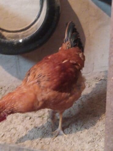 кукуруза рушеный: Продаю | Петух | Домашняя | Для разведения — 4