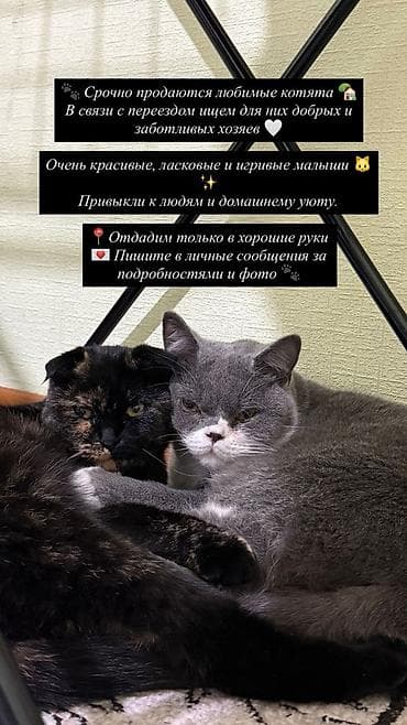 котенок скотиш фолд: Скотиш Фолд (Шотландская вислоухая), 1 год, Девочка — 1