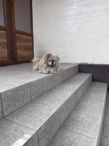 Ветеринар кызматы: Найден пес породы Пекинес в районе Кара-Жыгач. Собака без ошейника — 5