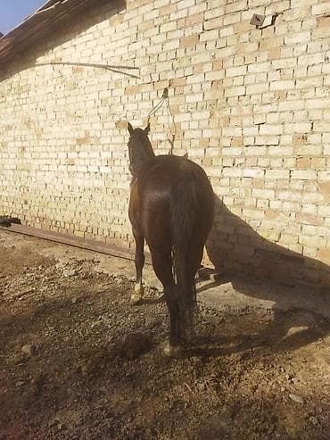 брама мрамор: Продаю | Конь (самец) | Рабочий — 5