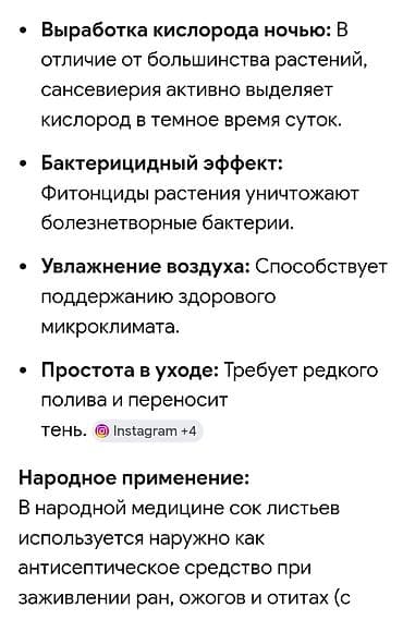 продажа комнатных цветов: Распродажа комнатных цветов!!!🪴🌵🌱 — 3