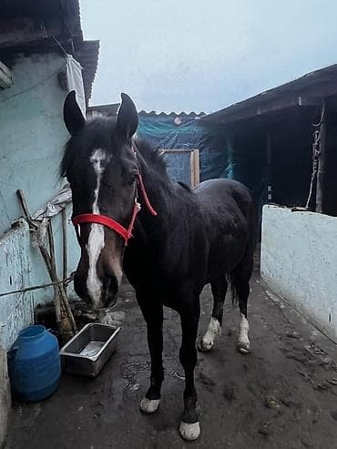 Кемирүүчүлөр: Сатам | Жылкы (эркек) | Жумушка | Жасалма жол менен боозутуу — 2