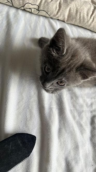 Үй жаныбарлары: Орус көгүлтүр, 2 айлык, Ургаачы, Боз, Аргын — 1