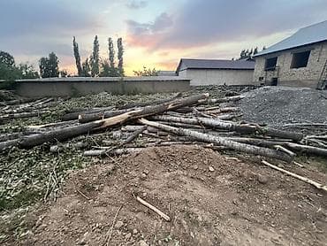 Дрова Тополь, Самовывоз