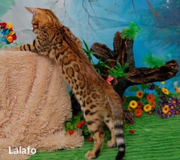 новорожденные котята: Бенгальская, 2 месяца, Девочка, Шоколадный — 8