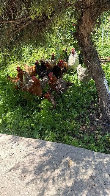 кормовой бункер: Тооктор жана короз сатылат! 🐓🐔 Жакшы, чоң тооктор сатылат. Баары — 2