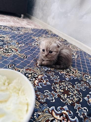 спящая выдра: Шотландский вислоухий котёнок (скоттиш-фолд) Мальчик месяц - Окрас — 5