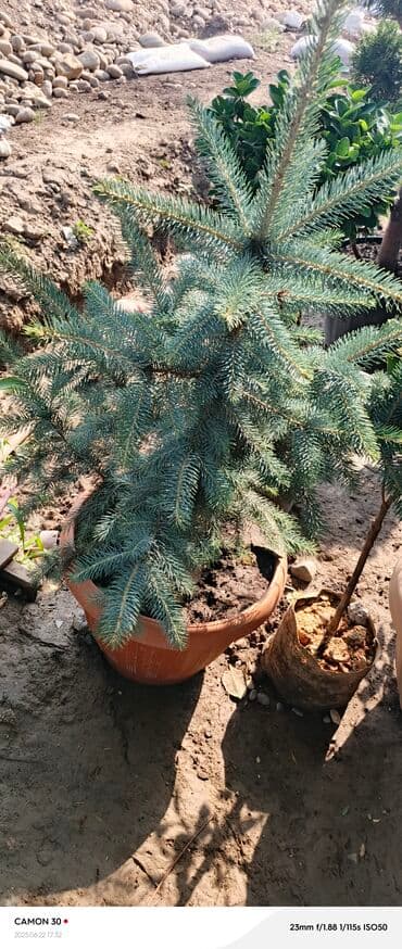 продажа рассады: Көчөттөр гүлдүн — 5