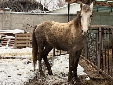 Продаю | Жеребец