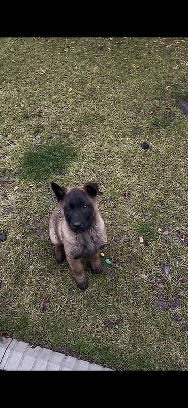 шпиц собака: Бельгийская овчарка, 3 месяца, Самец — 4