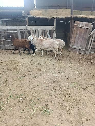 лама альпака: Продаю | Овца (самка) | Для разведения | Матка — 7