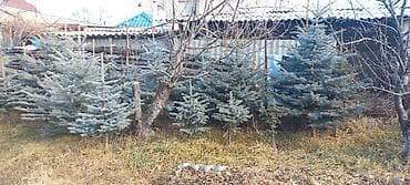 Ели голубые . На участке растут взрослые и подрощенные экземпляры