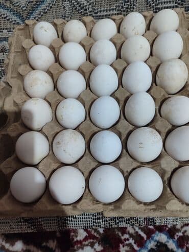 куры доминанты: Продаю | Куры | Леггорн | Несушки — 7