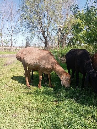 бараны ягнята: Продаю | Овца (самка) | Арашан | Для разведения | Матка — 3
