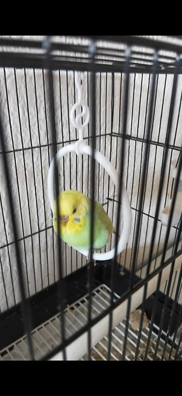 клетка для попугаев: Волнистый попугай с клеткой и аксессуарами. - Окрас птицы — 1