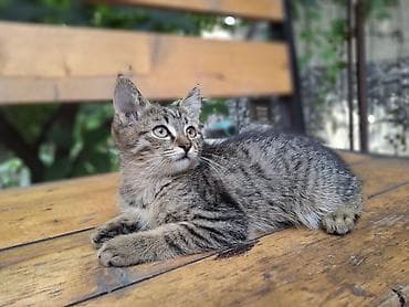 Мышыктар: 2 айлык, Ургаачы, Лотокко барууга үйрөтүлгөн, Курттардан тазаланган — 3