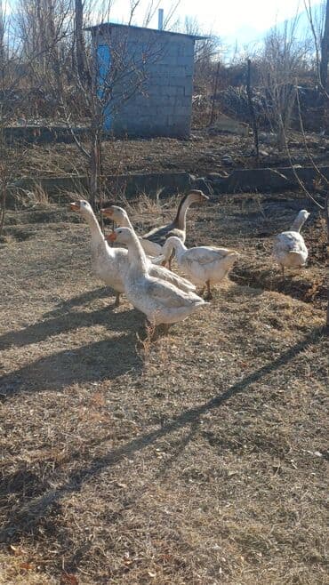 Собаки: Гуси домашние, стадо. - Породы/типы: белые мясные и серые (в том — 1