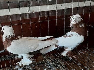 хомяк с клеткой: Бакинские, по 300 сом. северокавказский голубь самец 1500 сом. пара — 7