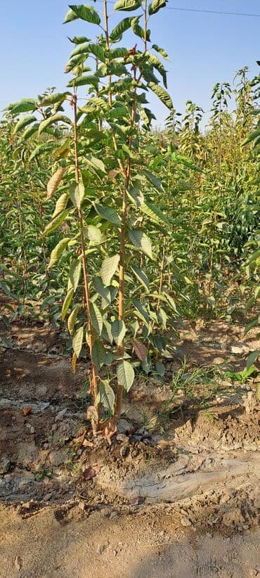 Всем Ассаламу алайкум гилас кочоттор сатылат сорту воловой 3 деген