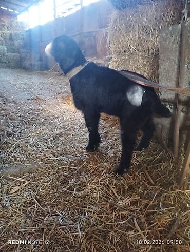 Грызуны: Продаю | Козлёнок | Для разведения — 3