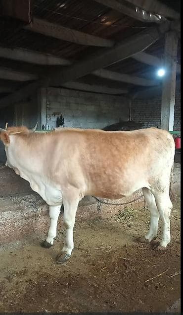 Коровы, быки: Продаю | Корова (самка) | Полукровка | На забой | Привязанные — 1