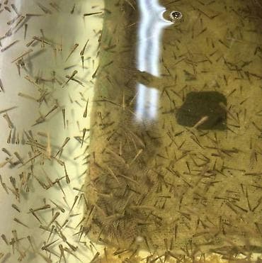 карпы коя: Личинка "карпа" "амура" и "толстолоба" начало работ с 5мая! — 1