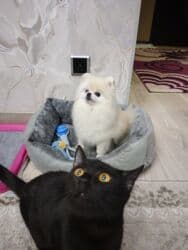 купить собаку шпица недорого: Шпиц, 1 год, Самец, С прививкой, С родословной — 1