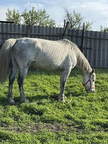 домашние собаки: Продаю | Кобыла (самка) | Для молока, Рабочий | Мерин, Осеменитель, Племенные — 9