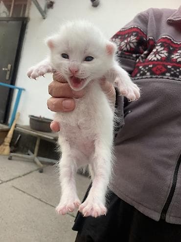 отдам бесплатно котенка: Белоснежный котёнок с голубыми глазами. Описание: - Окрас: чисто — 4