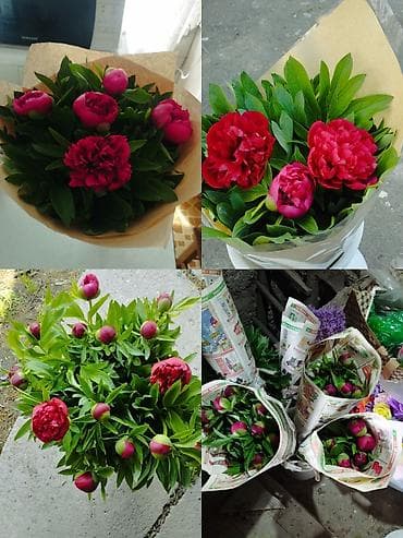 обертка для цветов купить: Продам бордовые пионы для букетов, могу завернуть в крафт, прозрачку — 8