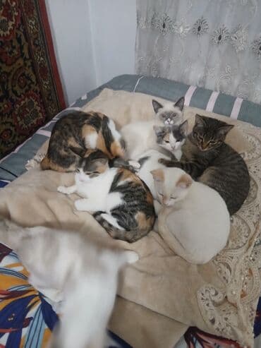 подушка пуфик: Отдам котят в хорошие руки 4 по 1,5 месаца и 4 по 2,5 месаца. Только в — 10