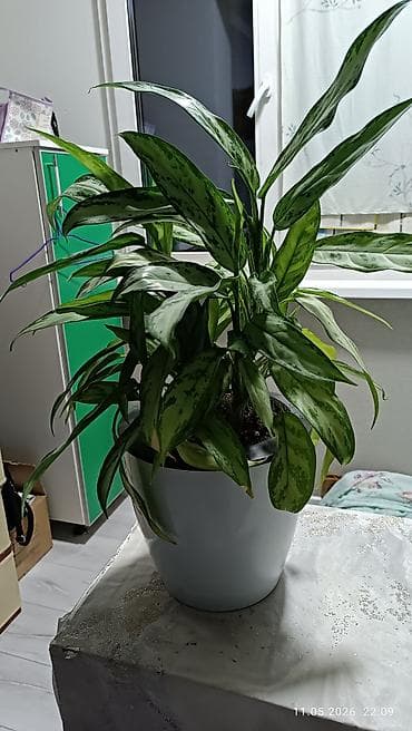 Аглаонемалар: Аглаонема (Aglaonema), декоративно-лиственное комнатное растение — 3