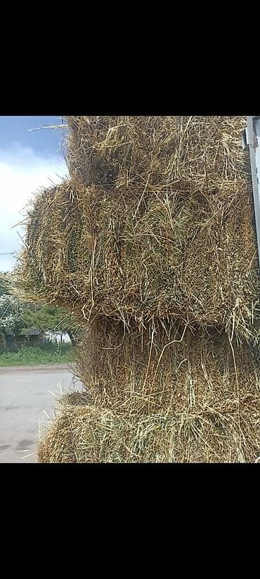 С бесплатной доставкой.Сено в тюках (прямоугольные кипы) Бодрый, чоп