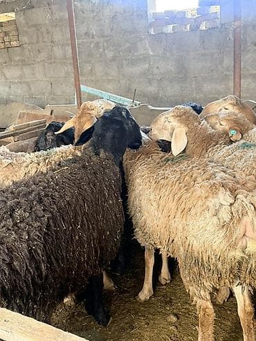 кенкуру: Сатам | Ургаачы кой (ургаачы) | Аргын | Көбөйтүү үчүн | Асыл тукумдуу — 8