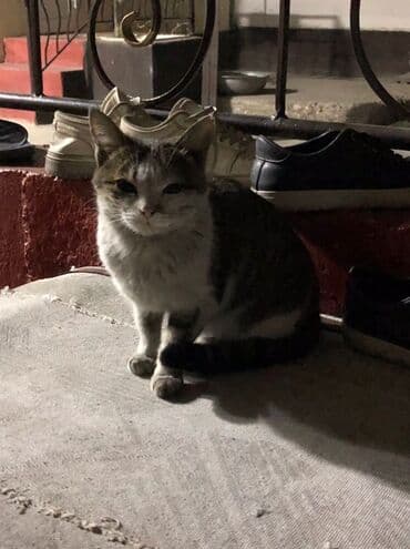 кошка бишкек: Три котёнка-подростка и взрослая кошка (окрас табби/серо-белый) — 2