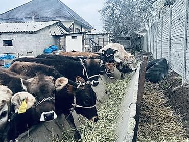 кошки шатланский: Продаю | Тёлка | Швицкая, Ангус, Полукровка | На откорм | Привязанные — 6