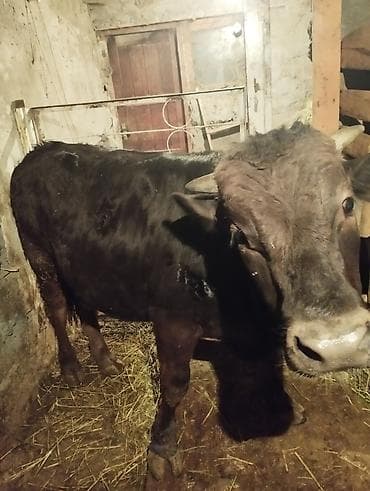 собака бульдог: Продаю | Бык (самец) | На откорм | Привязанные — 10