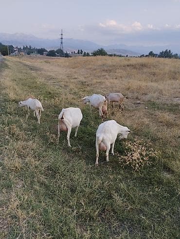 козу кант: Продаю | Коза (самка) | Зааненская | Для молока — 2