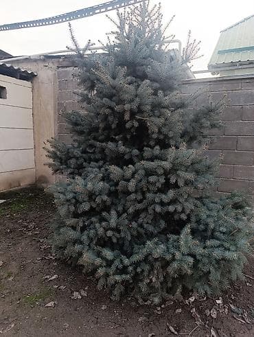Ёлка 3 метра