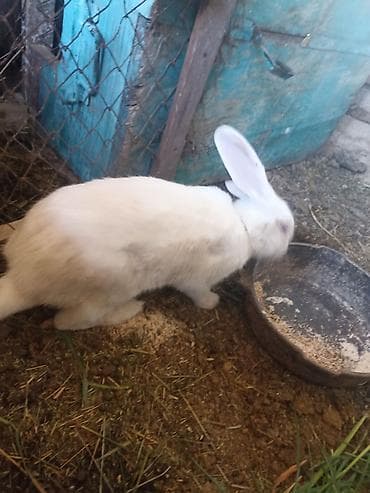 продажа кормов для сельскохозяйственных животных: Коендор сатылат пародасы великан баасы келищим турдо 2 коен баасы — 10