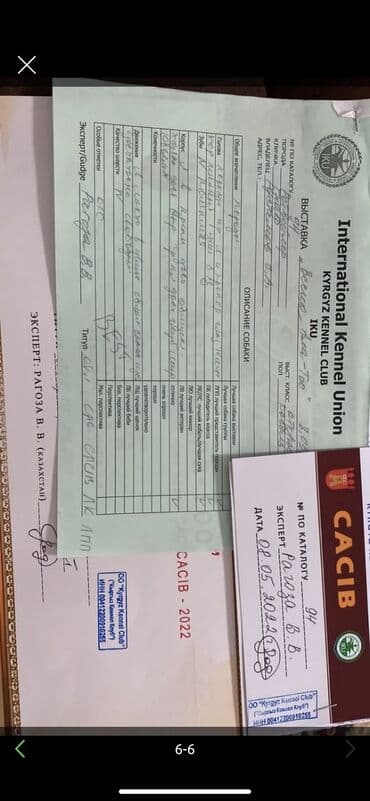 ротвелер: Ротвейлер, 3 жаш, Эркек, Эмделген — 4