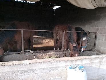 лошадь самец: Продаю | Жеребенок | Для разведения — 1