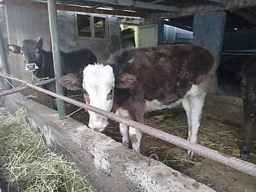 стекло аквариум: Продаю | Бык (самец), Тёлка | Алатауская | На откорм, На забой, Для разведения | Племенные, Искусственник — 2