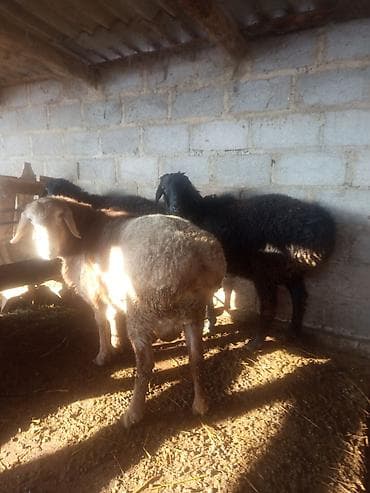 Ветеринар кызматы: Сатам | Кочкор (эркек) | Эдильбай, Арашан | Көбөйтүү үчүн — 3