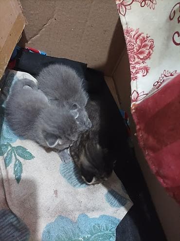 кошка серая: Котята - Помёт из нескольких малышей: два серых короткошёрстных и — 1