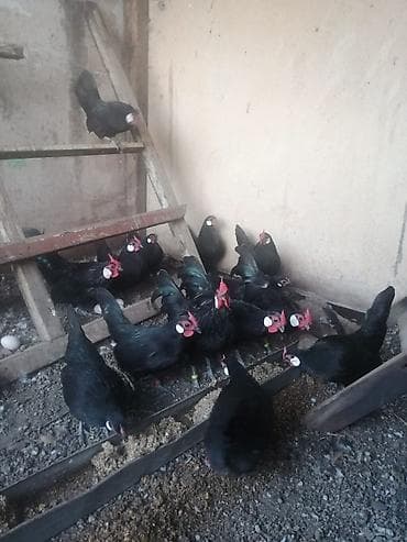 Продаю декоративные карликовые породы кур и петухов! Отличные наседки!