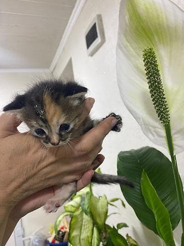 кошка мышык: Продаётся семья кошек три котёнка и мама котят все приучены к лотку — 7