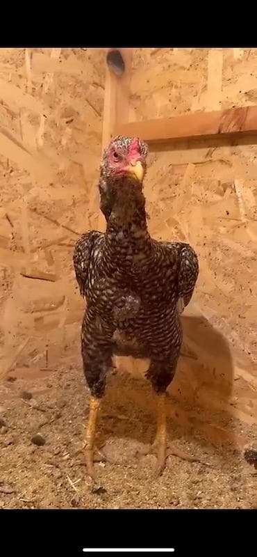 клетка для несушка: Продаю | Куры | Бойцовая | Для разведения — 3