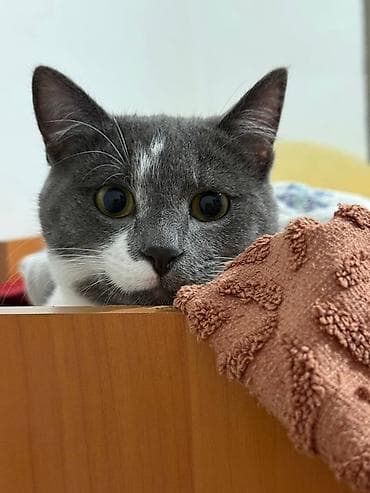 Отдам даром кошку: Кошка даром: Беспородная, 1 год, Мальчик, Приучена к лотку — 1